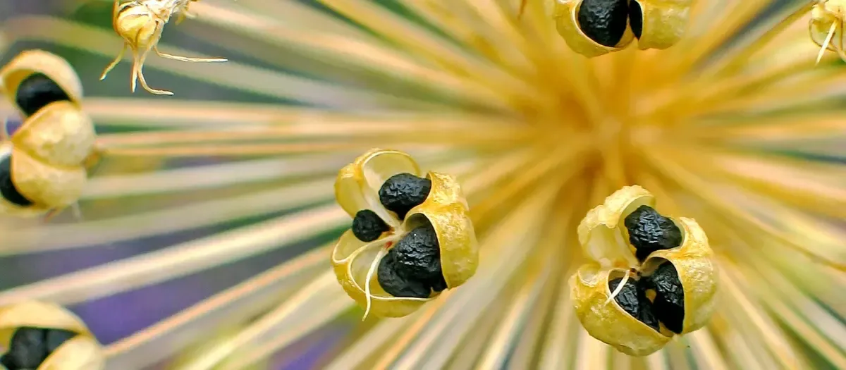 Ripe allium seed capsules split open along their spokes, showing glossy black seeds