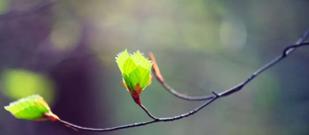 New beech leaves unfurling from a bud on a slender branch, backlit against soft green