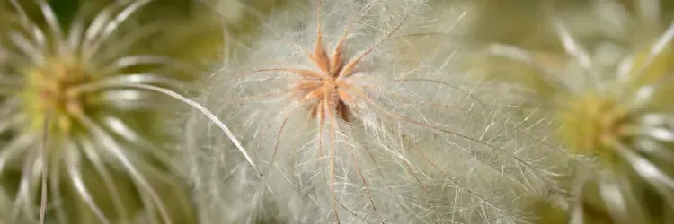 Silky, feathered seed heads of a clematis in close-up