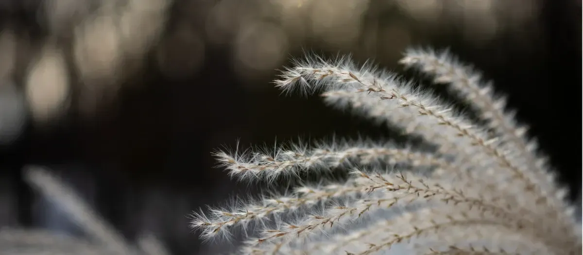 Feathery seed heads of an ornamental grass lit against a dark winter background
