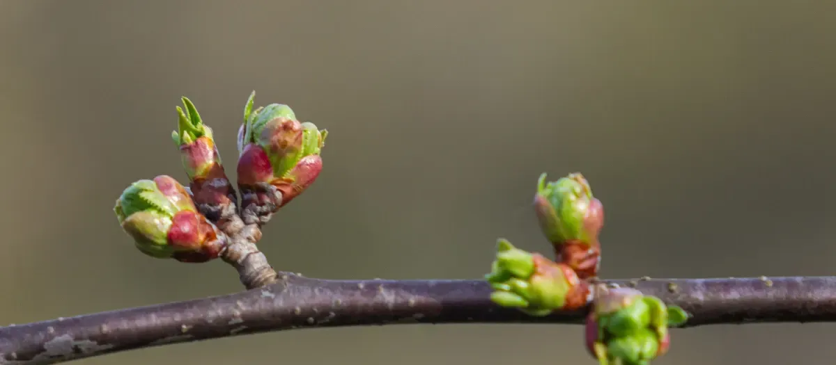 Leaf and flower buds breaking on a bare branch in early spring