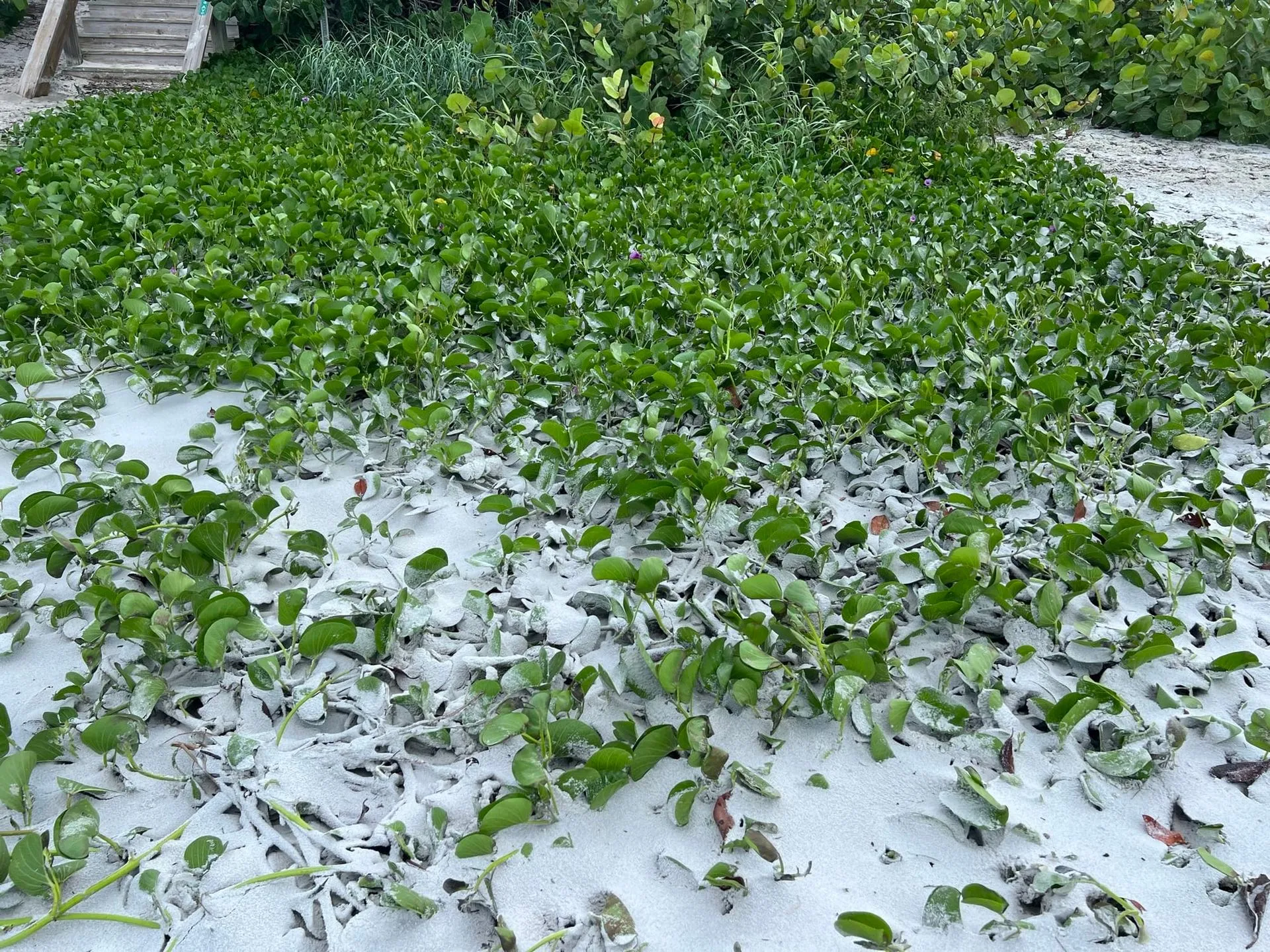 7 Ipomoea pes-caprae stabilizing &amp; building dune 1.JPEG