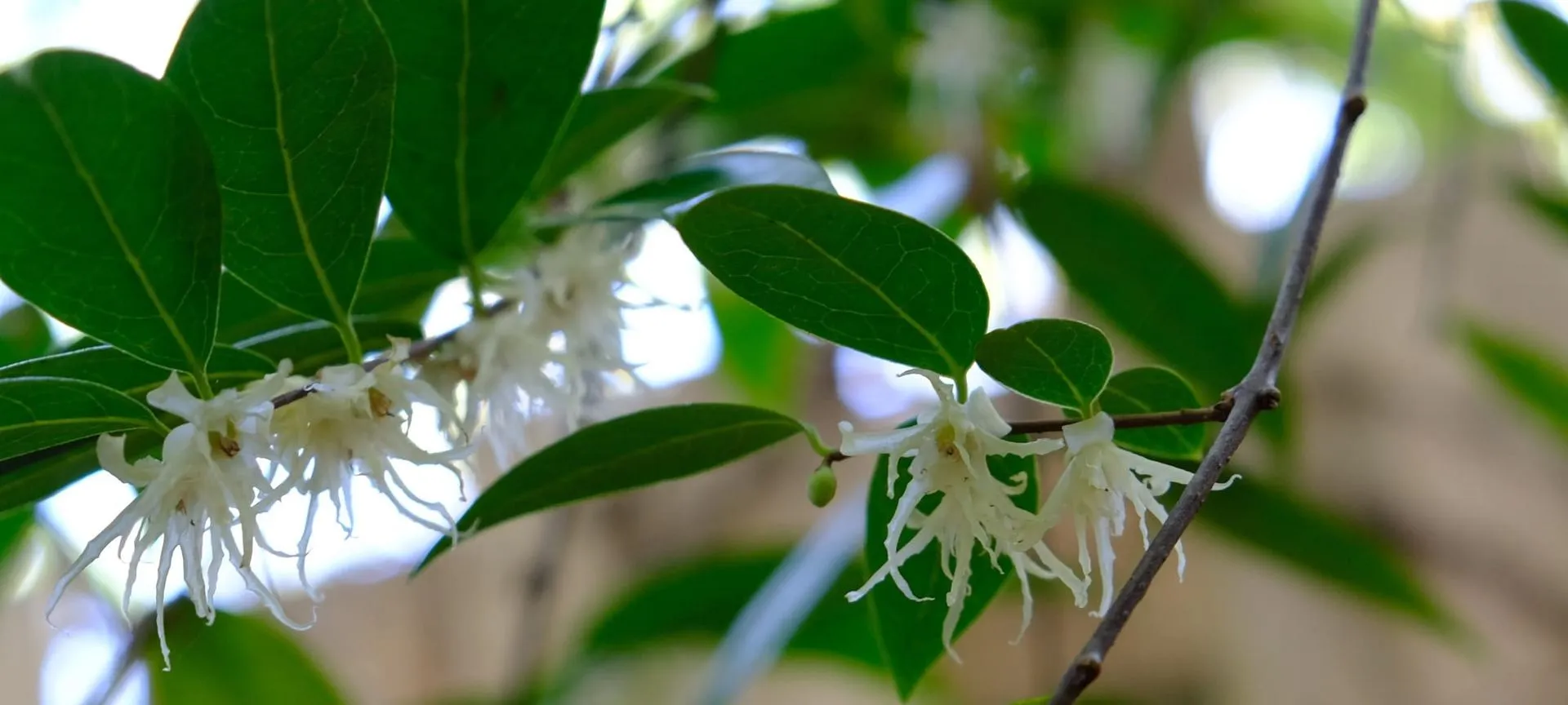 chimonanthus_salicifolius__6_.JPG