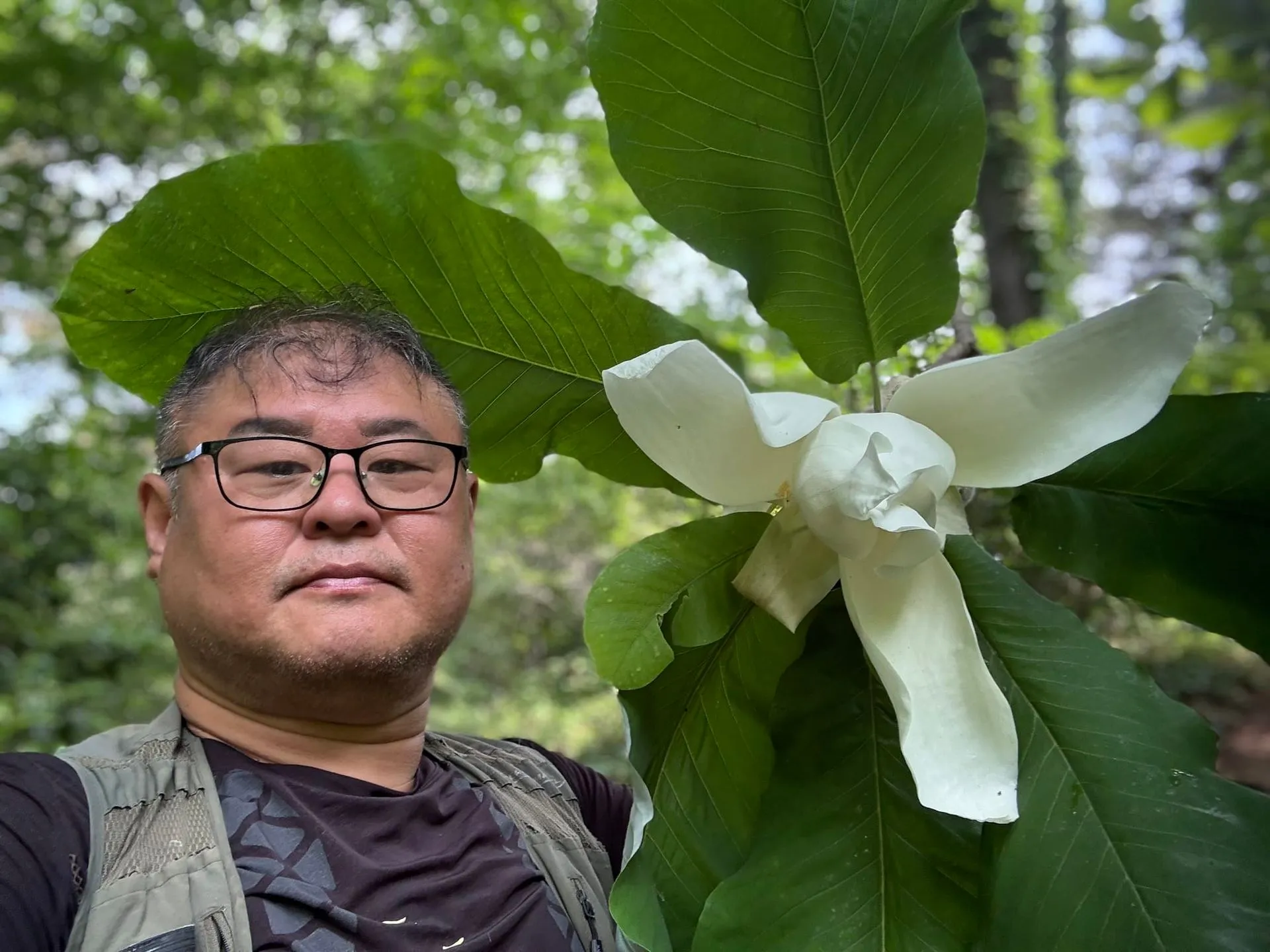 Ju-yer Kim with a stunning Magnolia macrophylla specimen