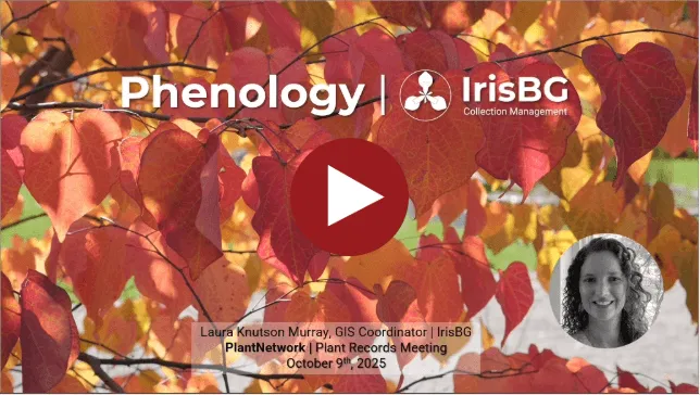 First slide of the presenation "Phenology" with IrisBG