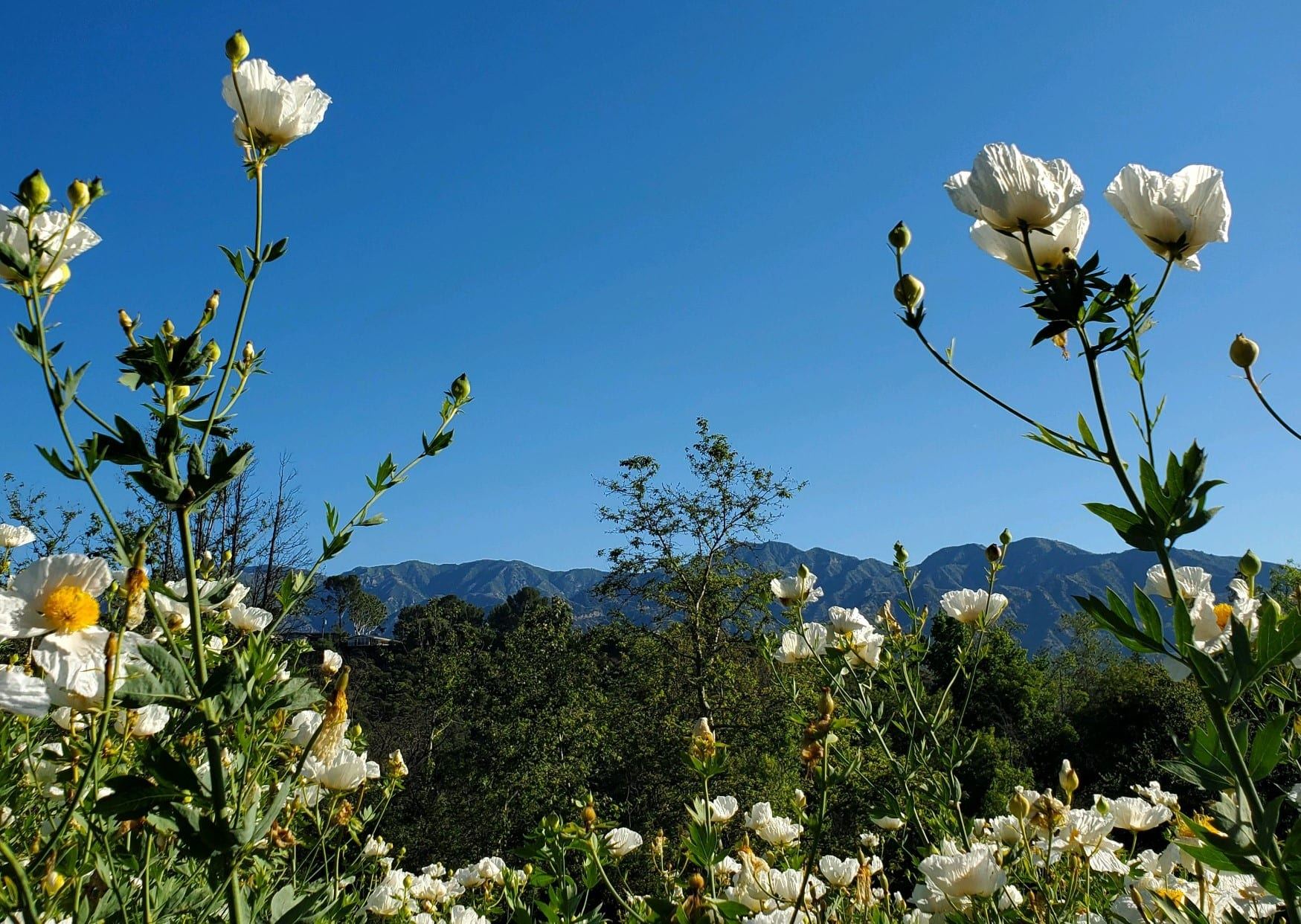 DescansoMatilijaPoppies2023.jpg