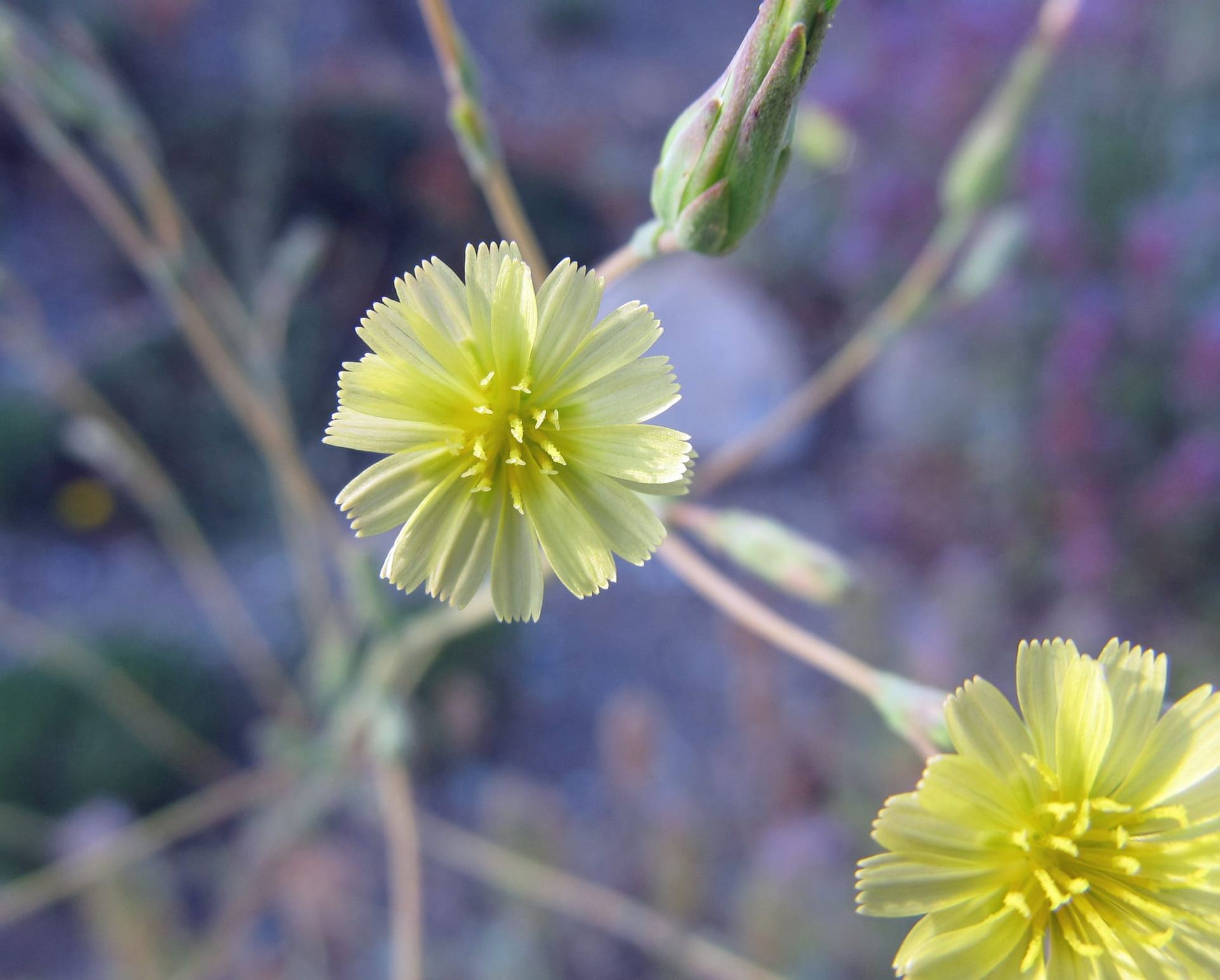 prickly lettuce 1 (1).jpg