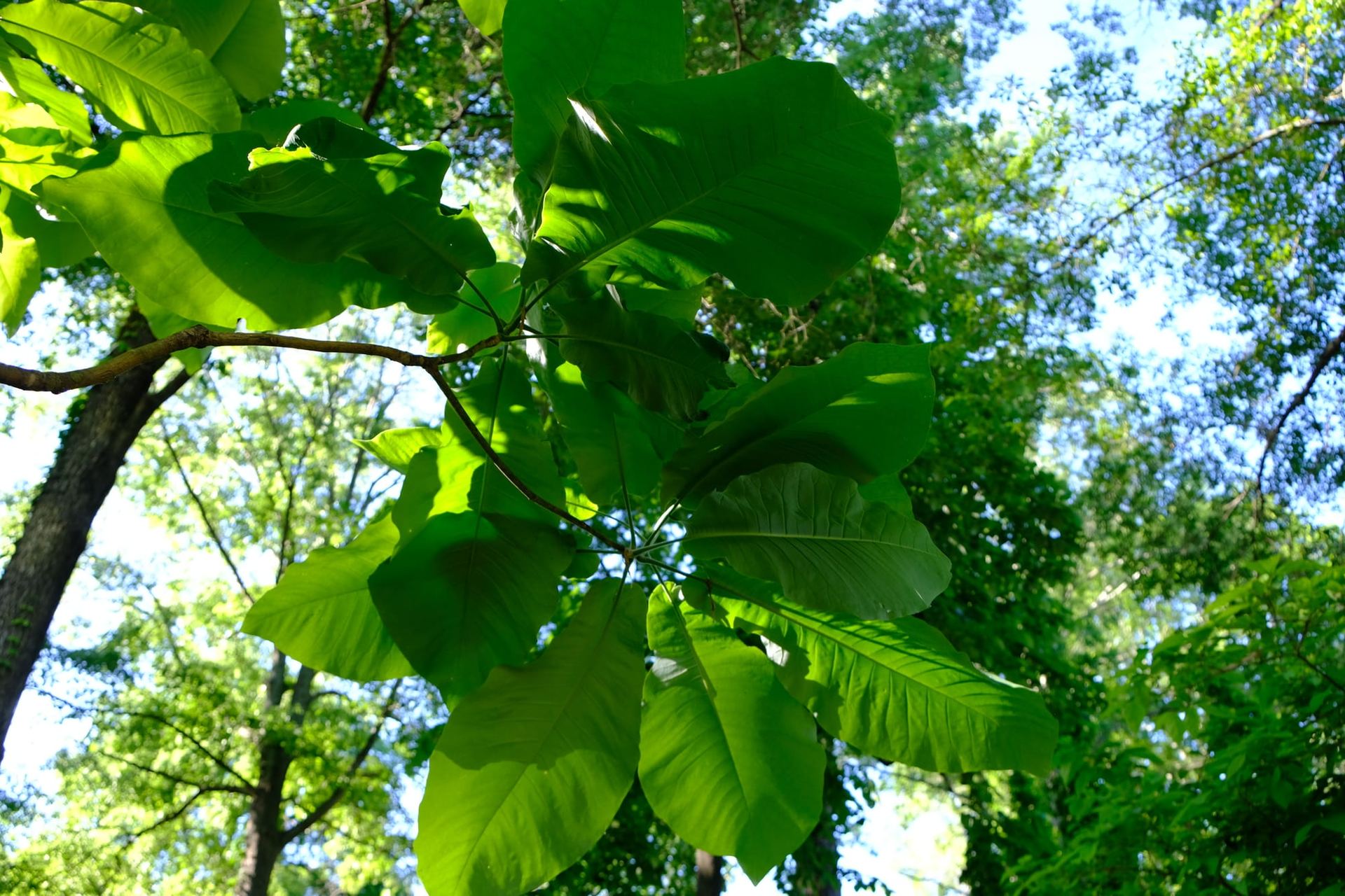 Magnolia macrophylla (4).JPG