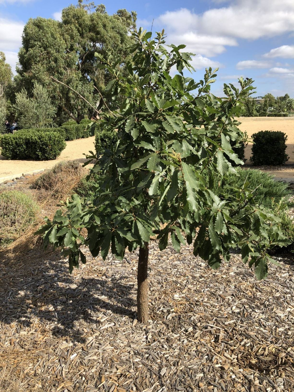 Algerian oak Melton.jpg