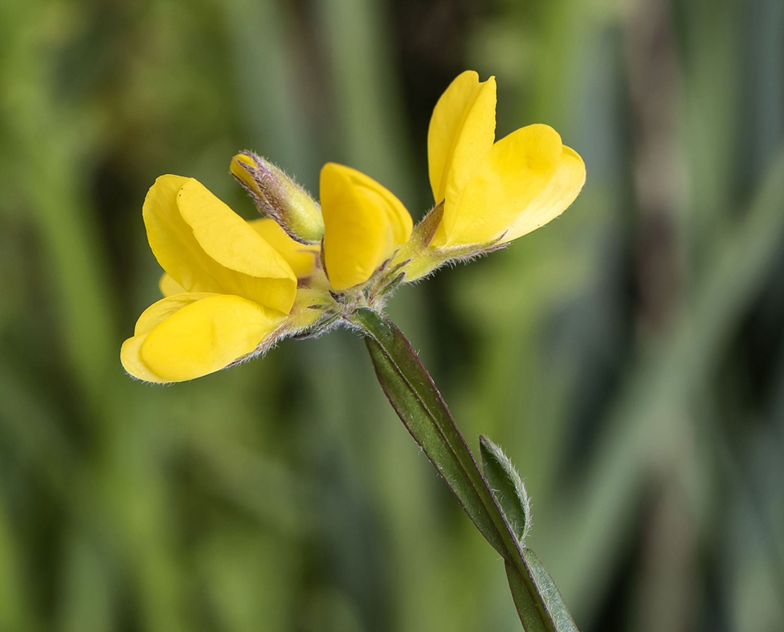 Genista flowers.jpg