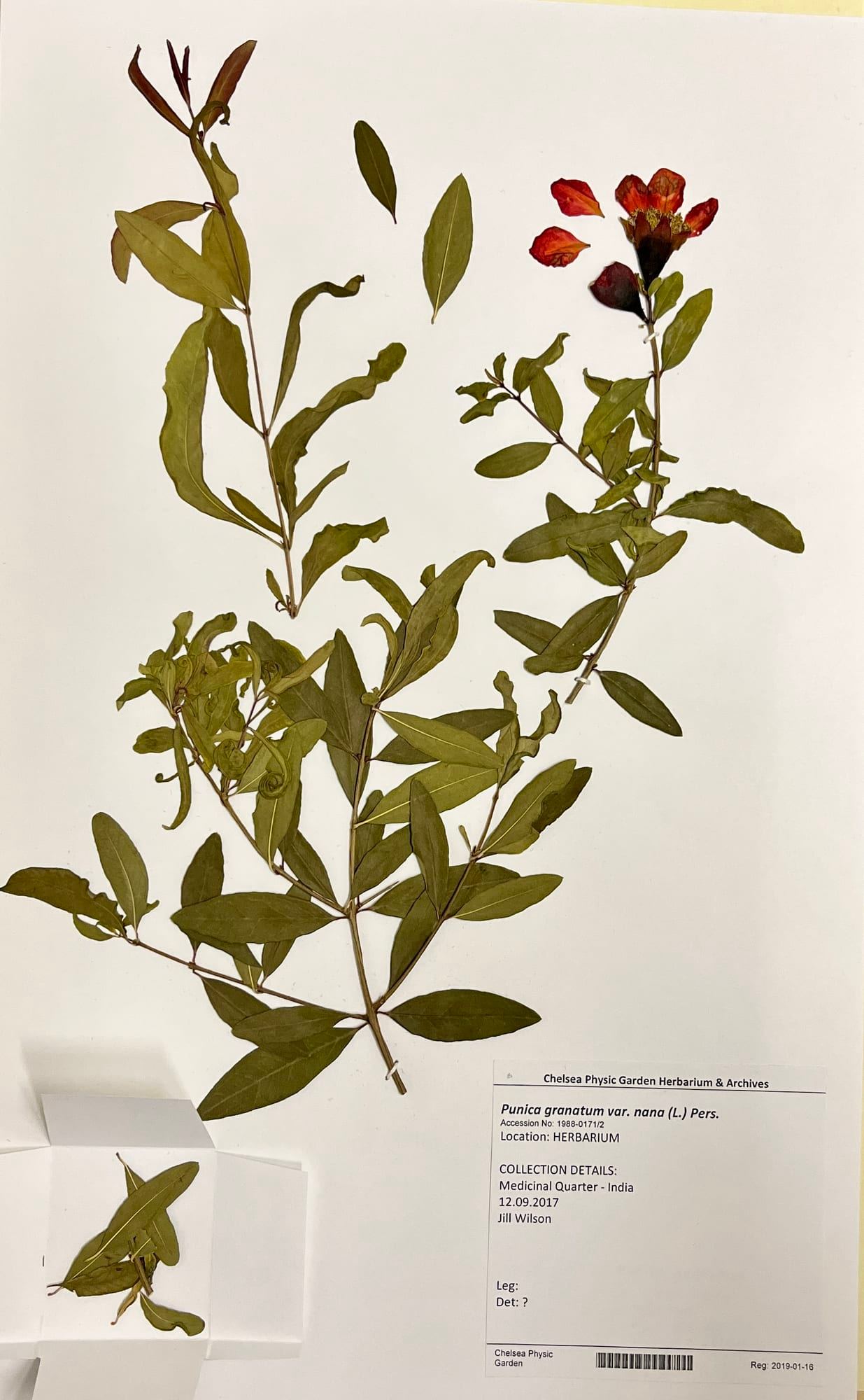 Herbarium specimen.jpg