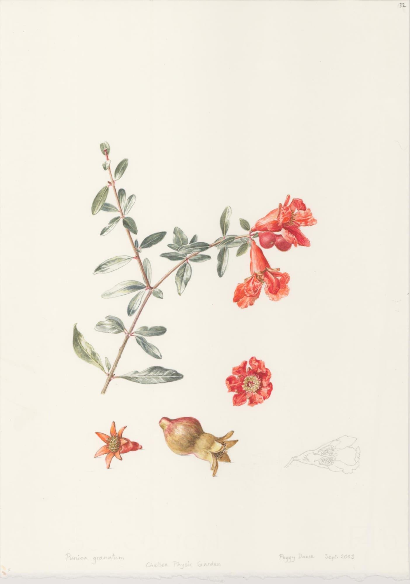Punica granatum.jpg